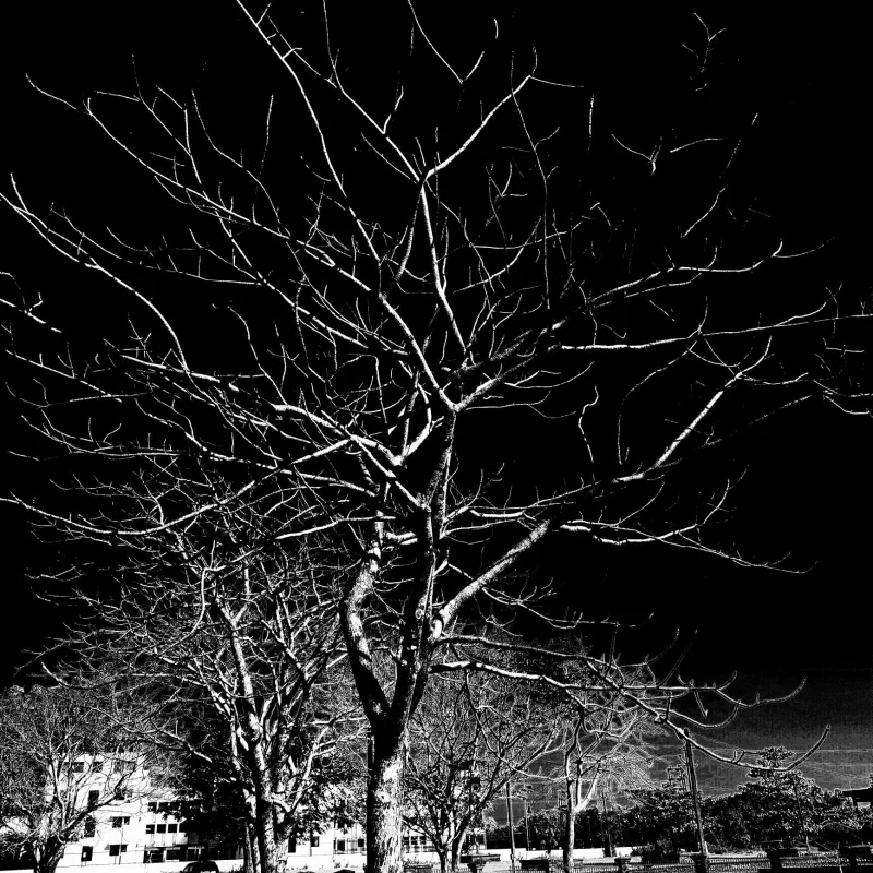 Where the night grows branches.