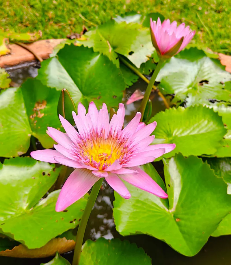 IISc EE Garden